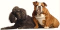 Bulldog and standard poodle