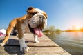 Bulldog standing on the dock Royalty Free Stock Photo