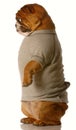 Bulldog standing wearing clothes Royalty Free Stock Photo