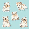 Bulldog stickers