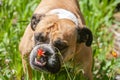 Bulldog stopping to smell the flowers