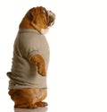 Bulldog in sweatsuit standing Royalty Free Stock Photo