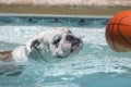 Bulldog swimming in a pool for a ball Royalty Free Stock Photo