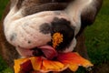 Bulldog taste tropical flowers of hibiscus Royalty Free Stock Photo