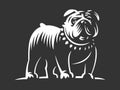 Bulldog vector illustration on dark background