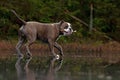 Bulldog walks on a frozen forest lake