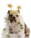 Bulldog wearing funny costume Royalty Free Stock Photo