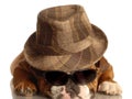 Bulldog wearing hat and glasses Royalty Free Stock Photo