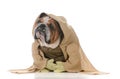 bulldog wearing munk costume Royalty Free Stock Photo