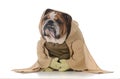 bulldog wearing munk costume Royalty Free Stock Photo