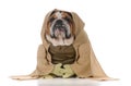 bulldog wearing munk costume Royalty Free Stock Photo