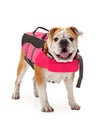 Bulldog Wearing Pink Life Vest