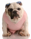 Bulldog wearing pink tutu Royalty Free Stock Photo