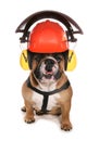 Bulldog wearing protective workwear hat Royalty Free Stock Photo