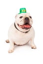 Bulldog Wearing St. Patricks Day Hat Royalty Free Stock Photo