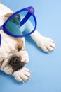 Bulldog wearing sunglasses. Royalty Free Stock Photo