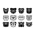 Bulldog wild animal head ,pet care dog