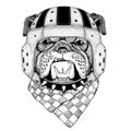 Bulldog Wild animal wearing rugby helmet Sport illustration