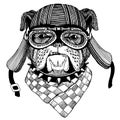 Bulldog Wild biker animal wearing motorcycle helmet. Hand drawn image for tattoo, emblem, badge, logo, patch, t-shirt. Royalty Free Stock Photo