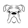 Bulldog wrinkled face line art graphic illustratiin