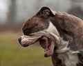 Bulldog yawning Royalty Free Stock Photo