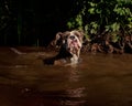 Bulldogg jump in a river