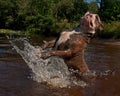 Bulldogg jump in a river