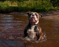 Bulldogg jump in a river