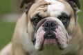 Bulldogs Royalty Free Stock Photo