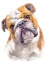 Water colour painting portrait of Bulldog 251
