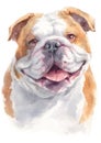 Water colour painting portrait of Bulldog 252