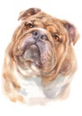 Water colour painting portrait of Bulldog 253