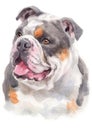 Water colour painting portrait of Bulldog 254