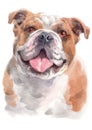 Water colour painting portrait of Bulldog 244
