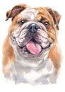 Water colour painting portrait of Bulldog 249