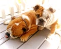 Bulldogs in Sunlight