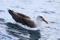 Buller`s Albatross, Thalassarche bulleri, resting Royalty Free Stock Photo