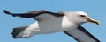 Buller`s Mollymawk Albatross in Australasia Royalty Free Stock Photo
