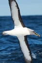 Buller`s Mollymawk Albatross in Australasia Royalty Free Stock Photo