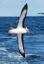 Buller`s Mollymawk Albatross in Australasia Royalty Free Stock Photo
