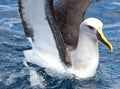 Buller`s Mollymawk Albatross in Australasia Royalty Free Stock Photo