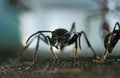 Bullet Ant, paraponera clavata, Costa Rica