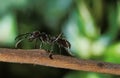 FOURMI TOCANDIRA paraponera clavata