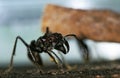 FOURMI TOCANDIRA paraponera clavata