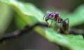 Bullet ant Paraponera clavata