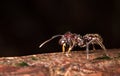 Bullet ant Paraponera clavata