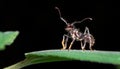 Bullet ant Paraponera clavata