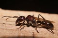 Bullet Ant, real killer insect with extremely potent sting Royalty Free Stock Photo