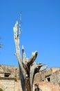 Bullet tree at Arkadi Monastery. Royalty Free Stock Photo