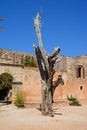 Bullet tree at Arkadi Monastery. Royalty Free Stock Photo